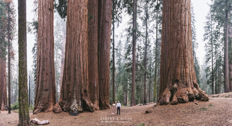Manifesto Photography |Windsor, Ontario Wedding Photographers | Destination Engagement Photographers | Sequoia and Kings Canyon National Park | California, USA